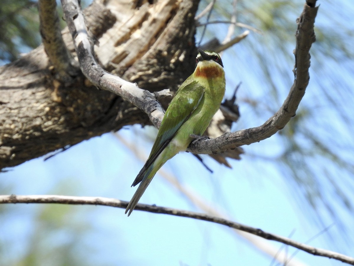 Madagascar Bee-eater - ML617706064