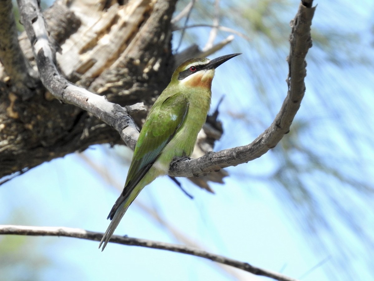 Madagascar Bee-eater - ML617706066