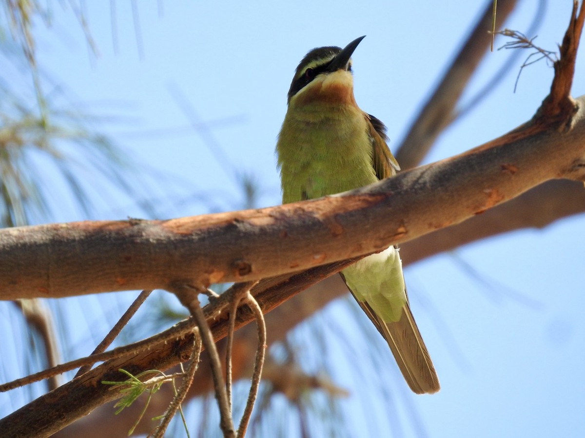 Madagascar Bee-eater - ML617706068