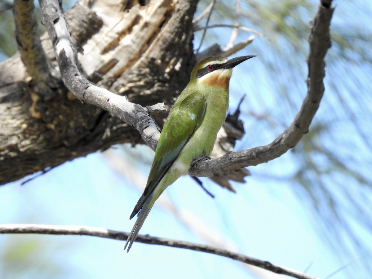 Madagascar Bee-eater - ML617706069