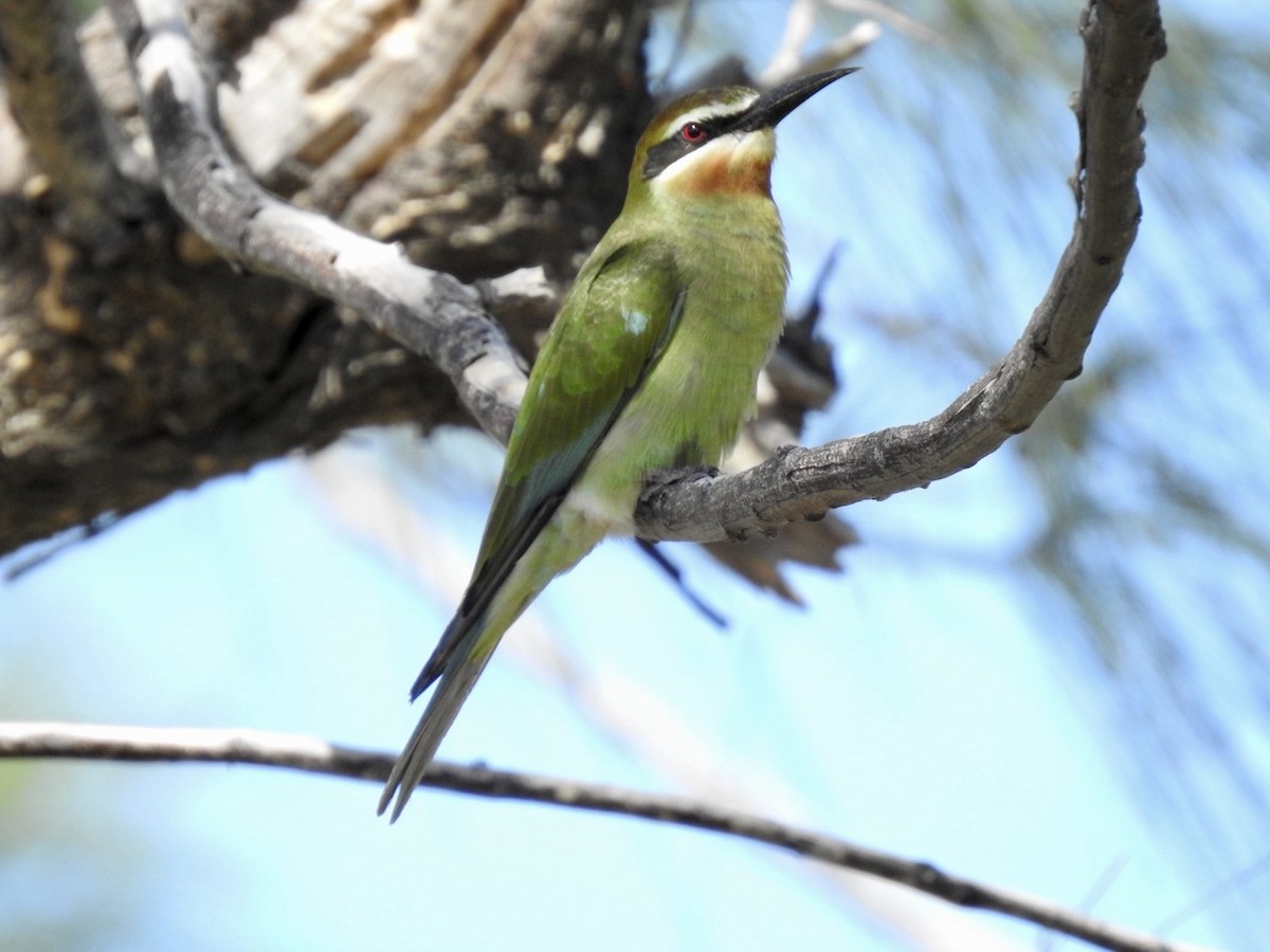 Madagascar Bee-eater - ML617706070