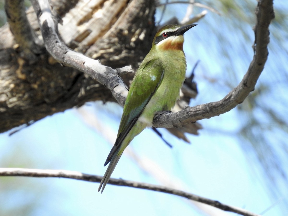 Madagascar Bee-eater - ML617706071