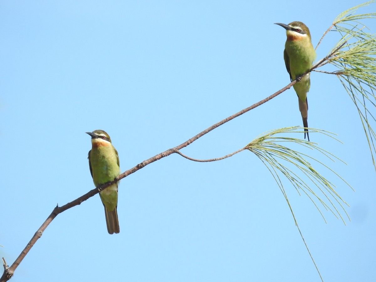 Madagascar Bee-eater - ML617706073