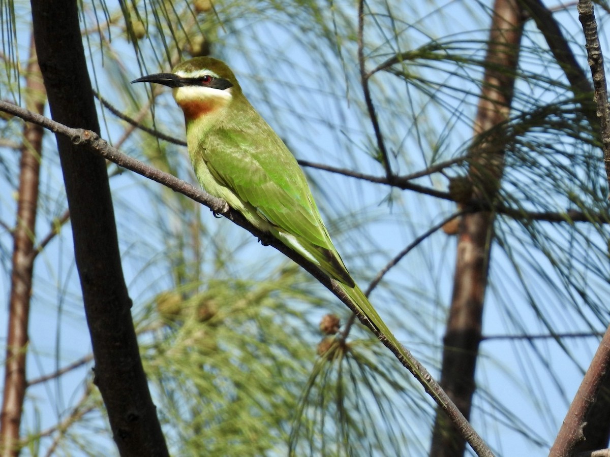Madagascar Bee-eater - ML617706074