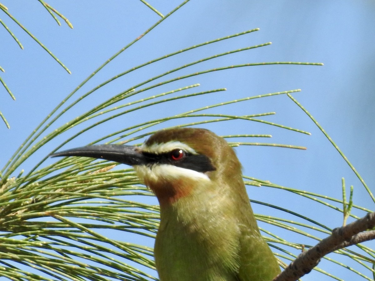 Madagascar Bee-eater - ML617706075