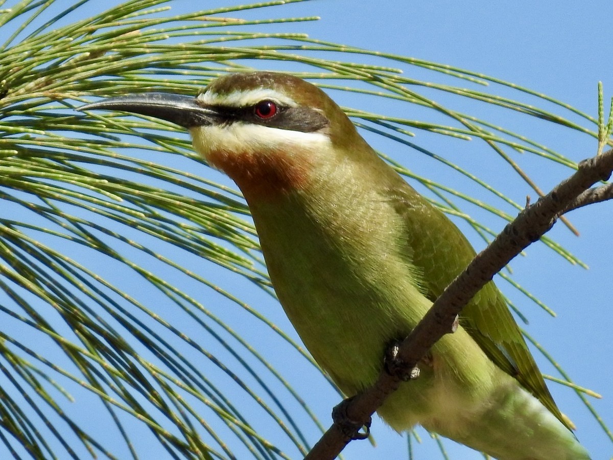 Madagascar Bee-eater - ML617706076