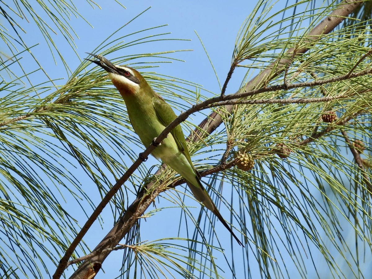 Madagascar Bee-eater - ML617706078