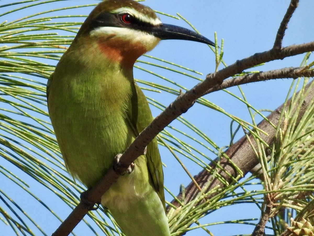 Madagascar Bee-eater - ML617706079