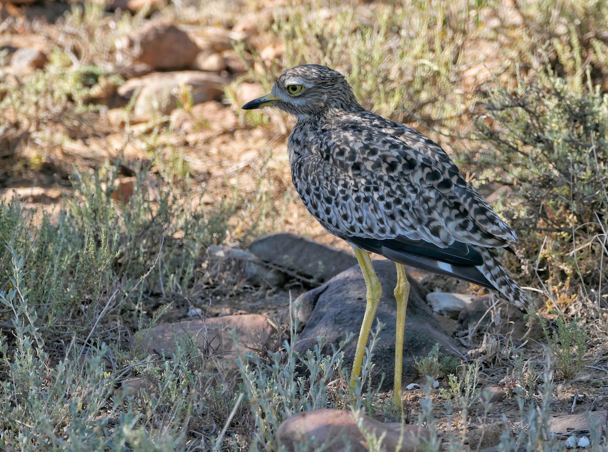 Spotted Thick-knee - ML617706131