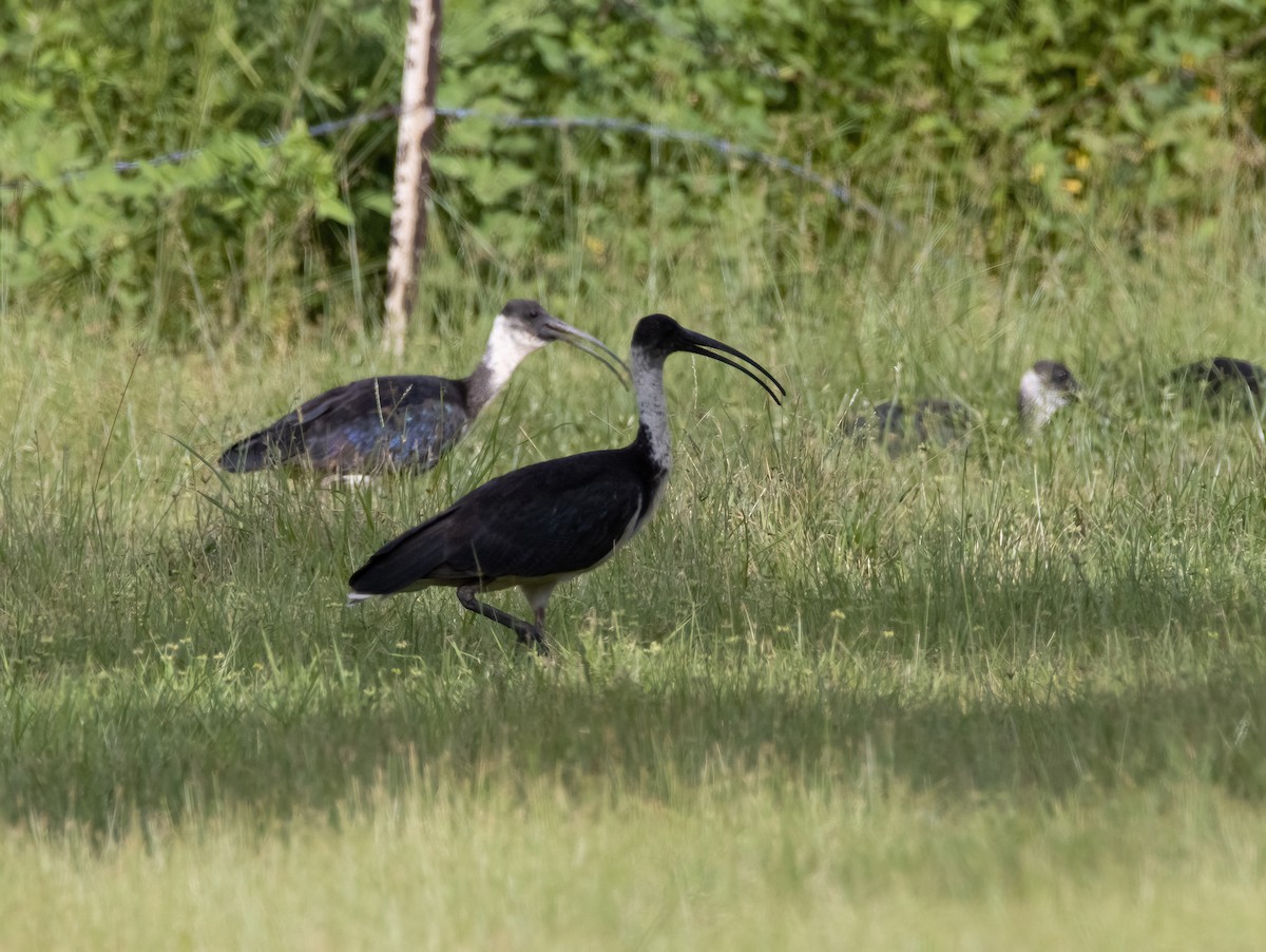 ibis slámokrký - ML617706133
