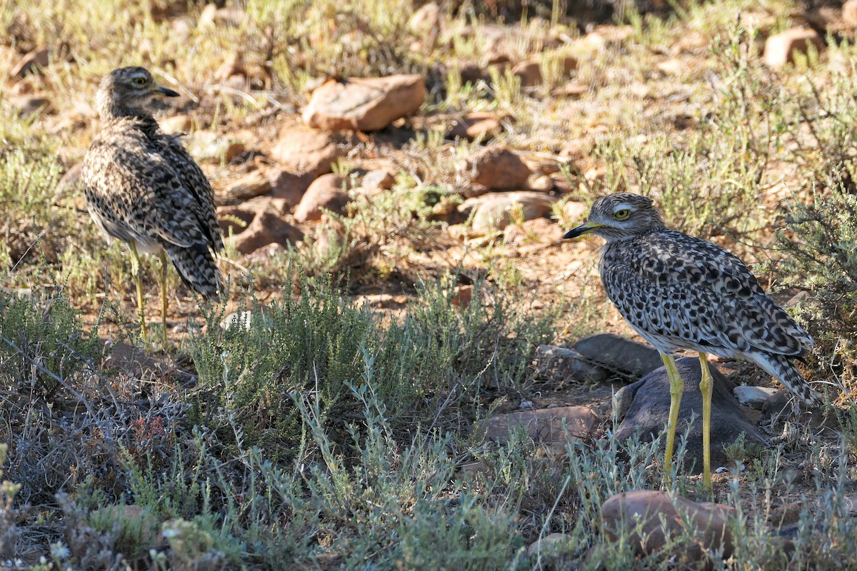 Spotted Thick-knee - ML617706134