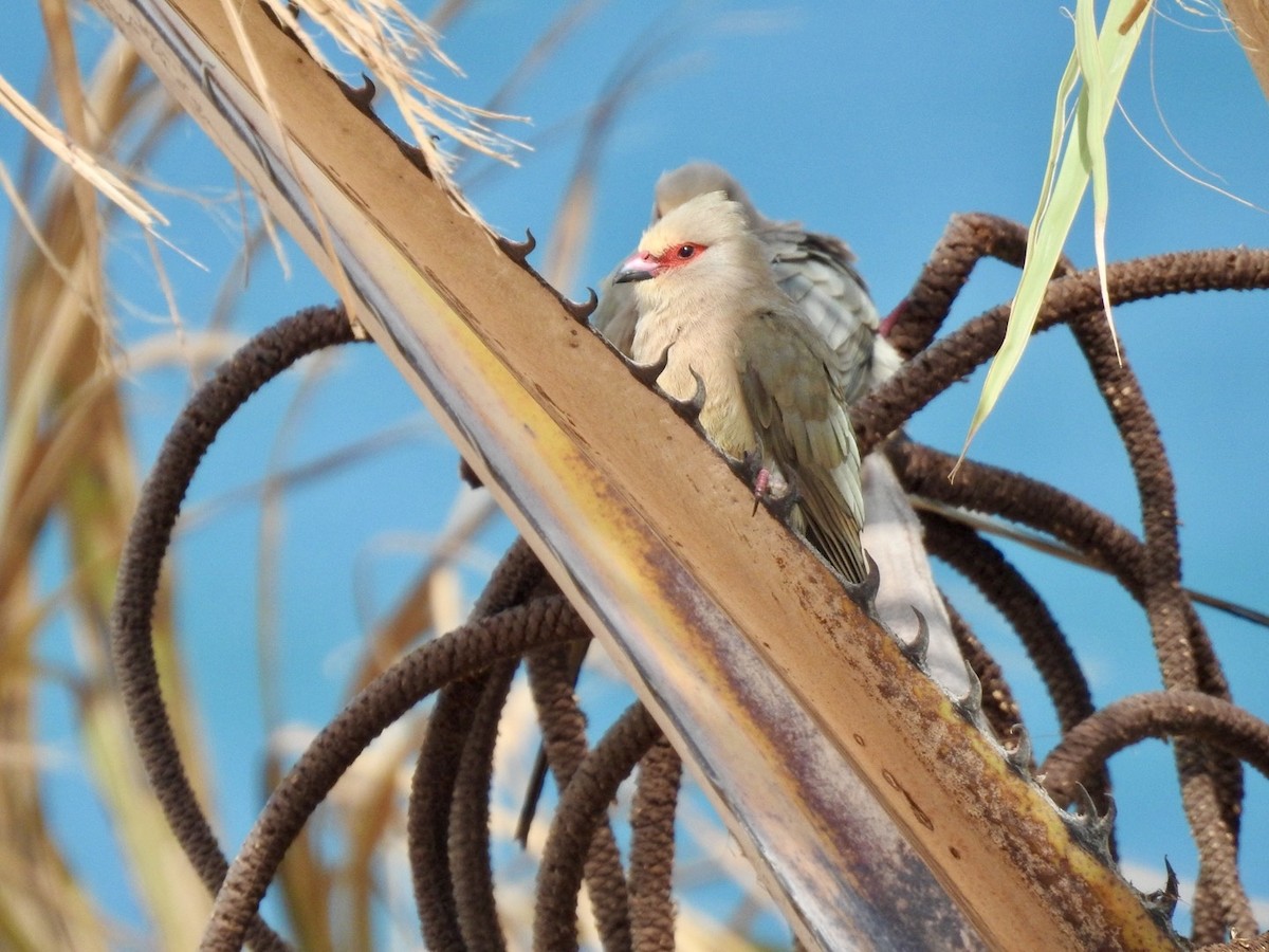 Red-faced Mousebird - Nick Odio