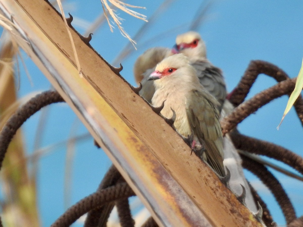 Red-faced Mousebird - Nick Odio