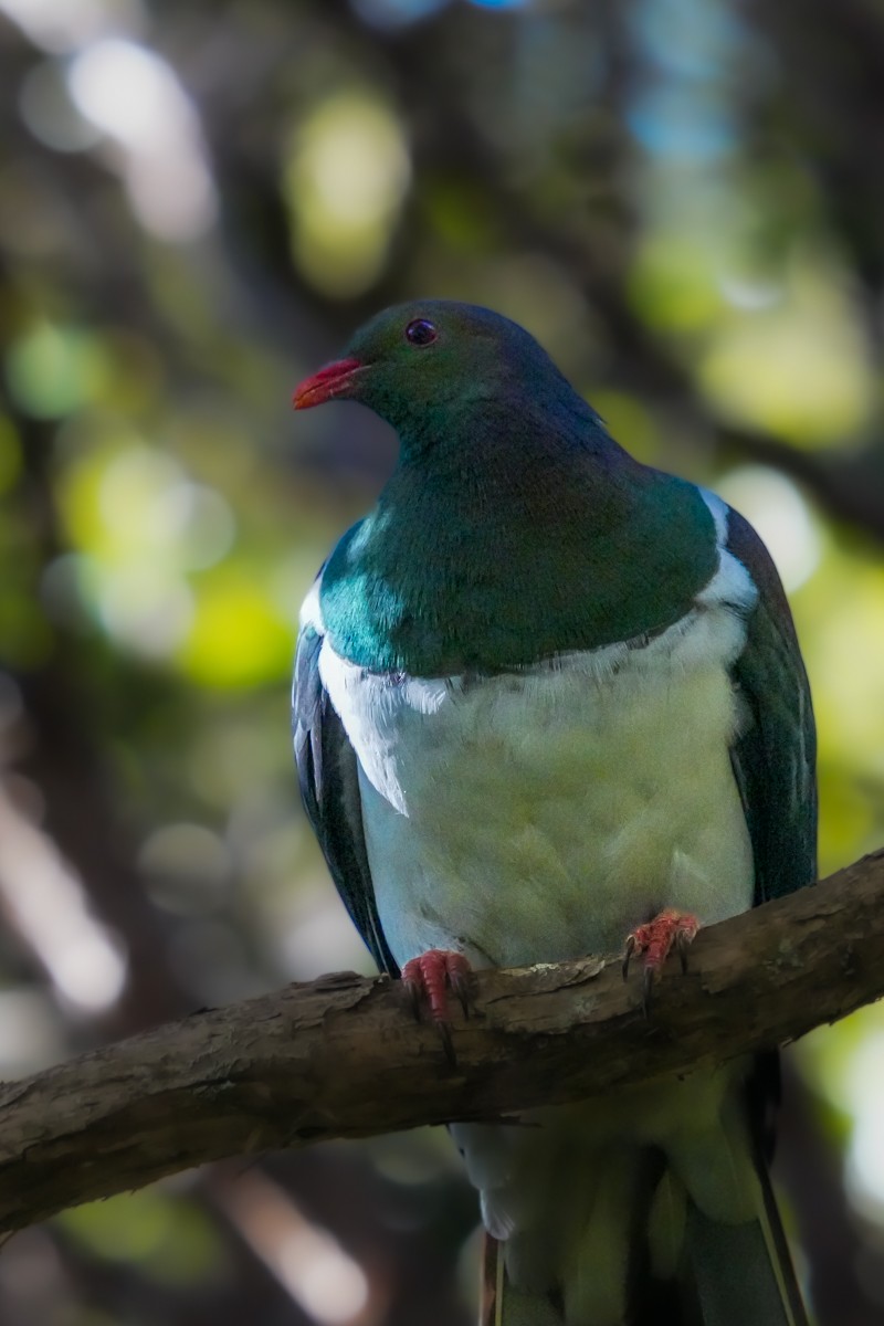 New Zealand Pigeon - ML617706295