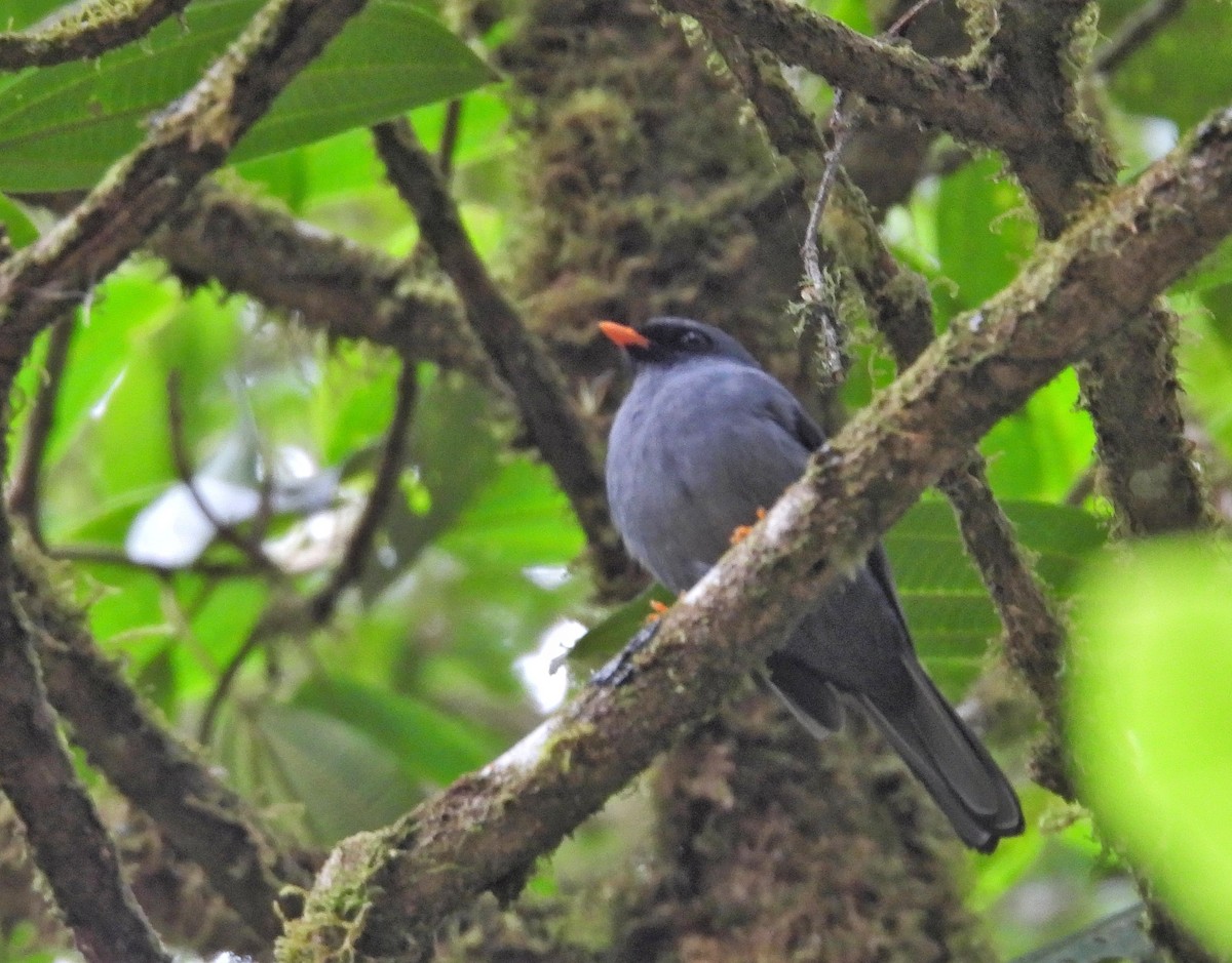 Black-faced Solitaire - ML617706320