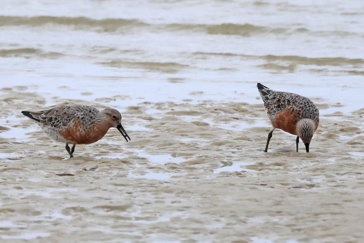 Red Knot - ML617706363