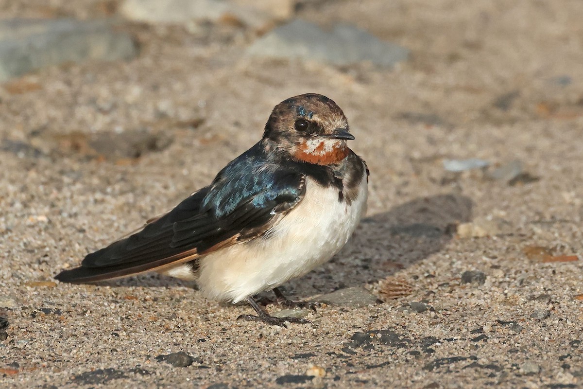 Barn Swallow (White-bellied) - ML617706395