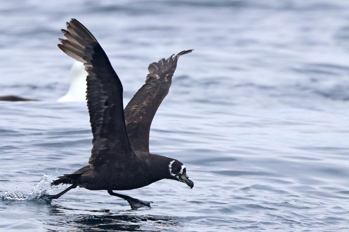 Spectacled Petrel - ML617706409