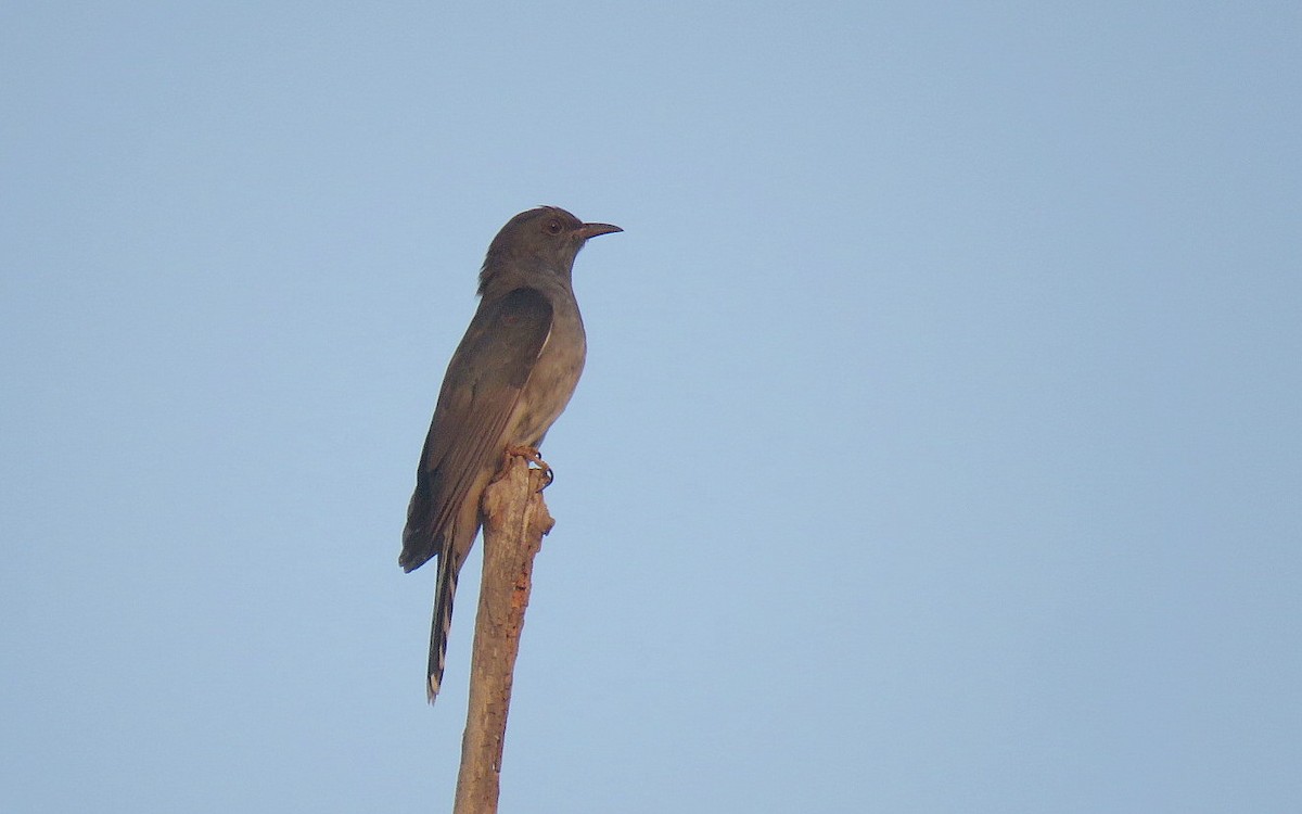 Gray-bellied Cuckoo - ML617706436