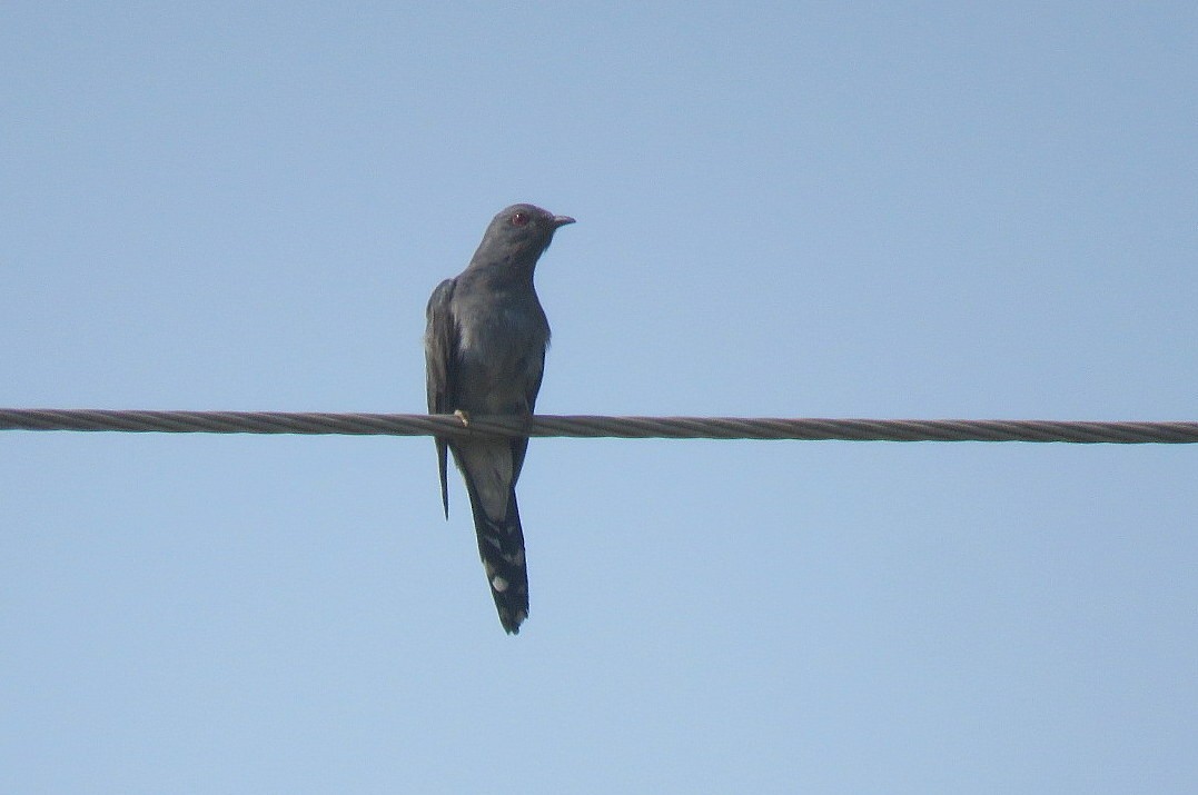 Gray-bellied Cuckoo - ML617706438