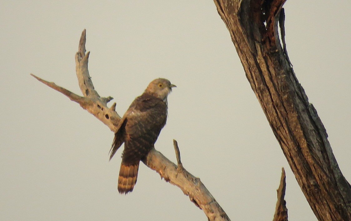 Common Hawk-Cuckoo - ML617706447