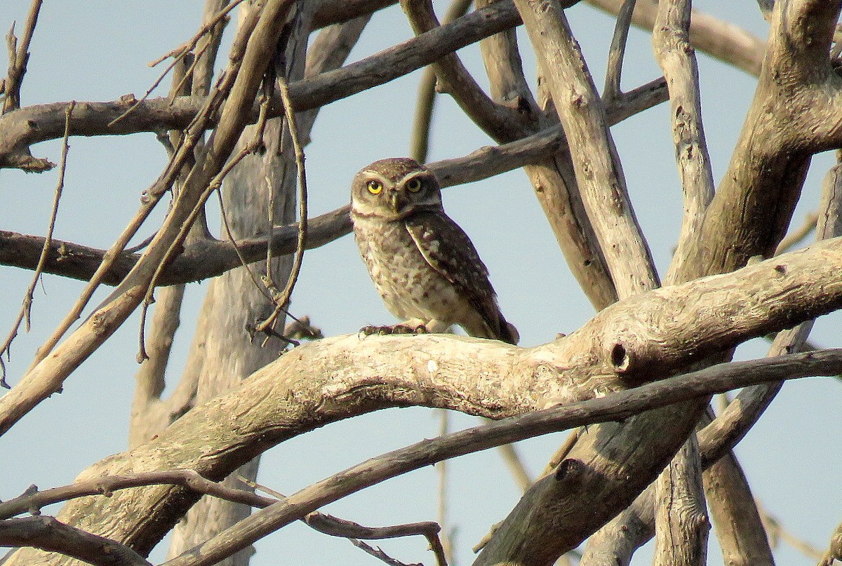 Spotted Owlet - ML617706463