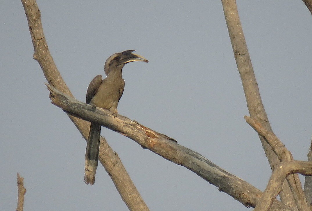 Indian Gray Hornbill - ML617706465