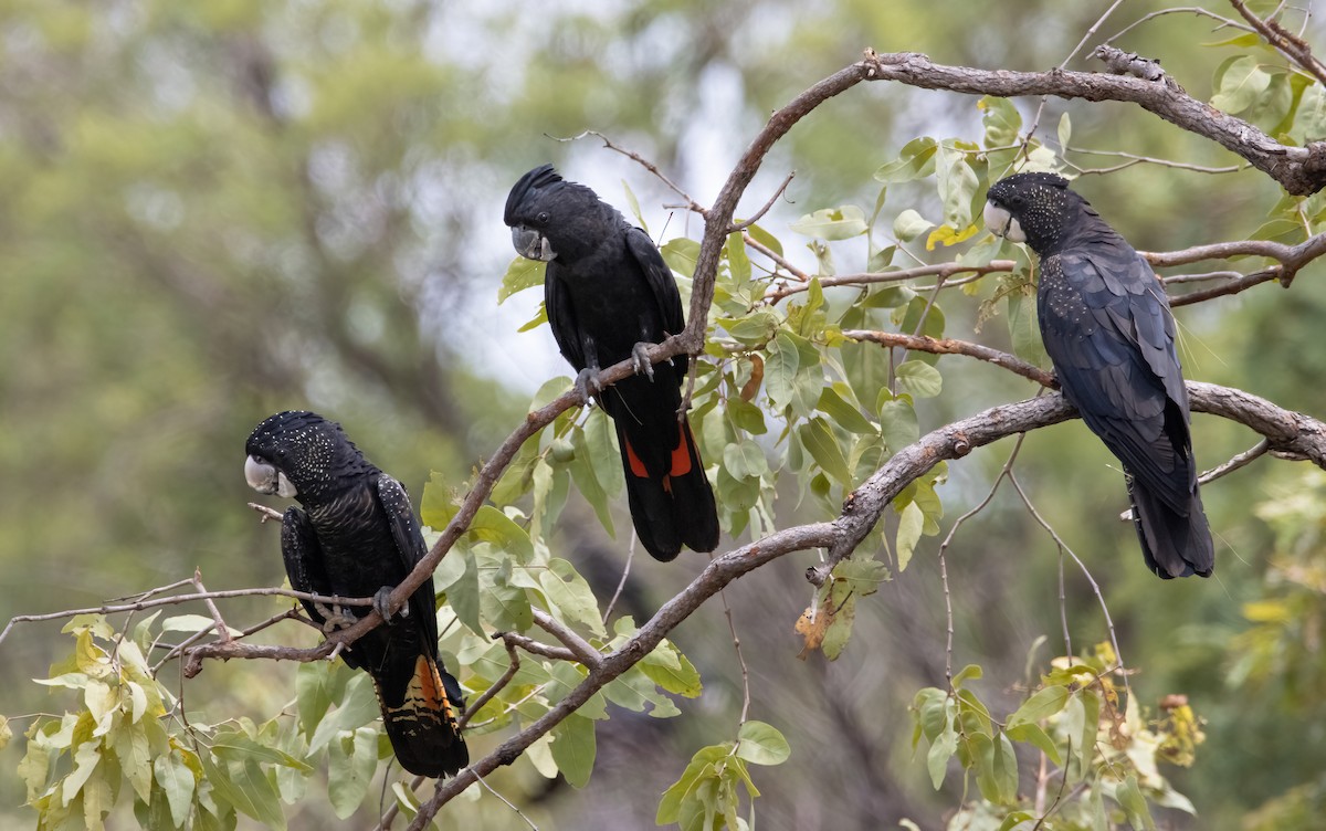 Red-tailed Black-Cockatoo - Mitch Rose