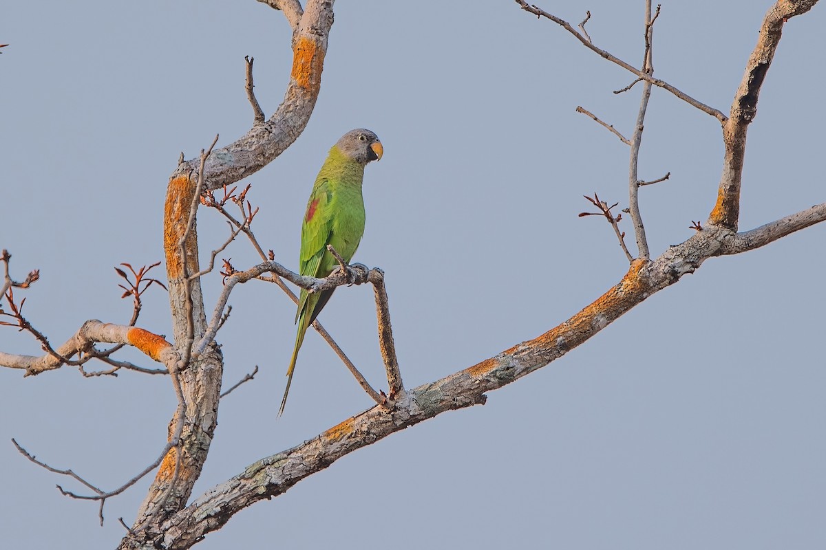Blossom-headed Parakeet - Ngoc Sam Thuong Dang