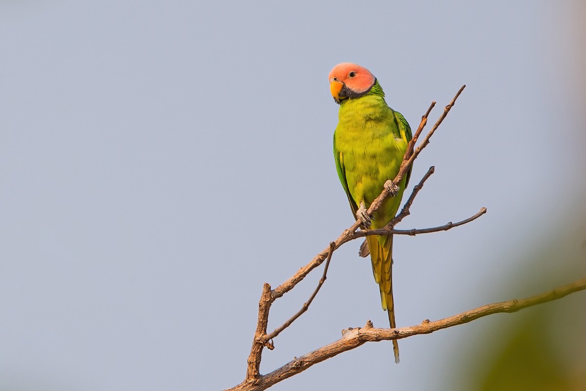Blossom-headed Parakeet - Ngoc Sam Thuong Dang