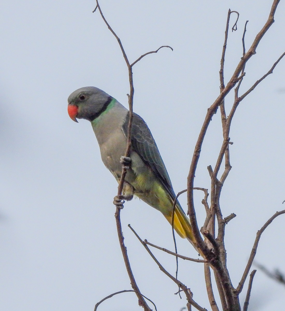 Malabar Parakeet - S Pranav