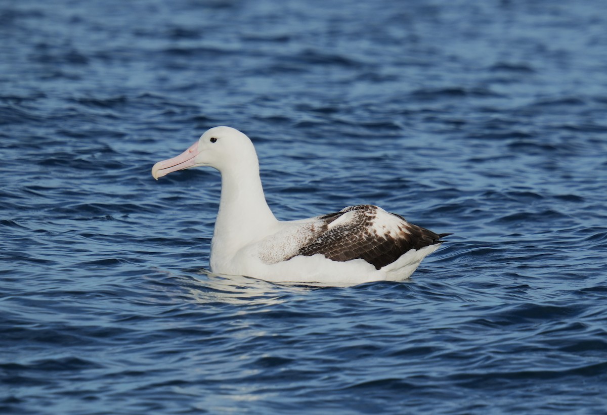 Southern Royal Albatross - Ulises Cabrera Miranda