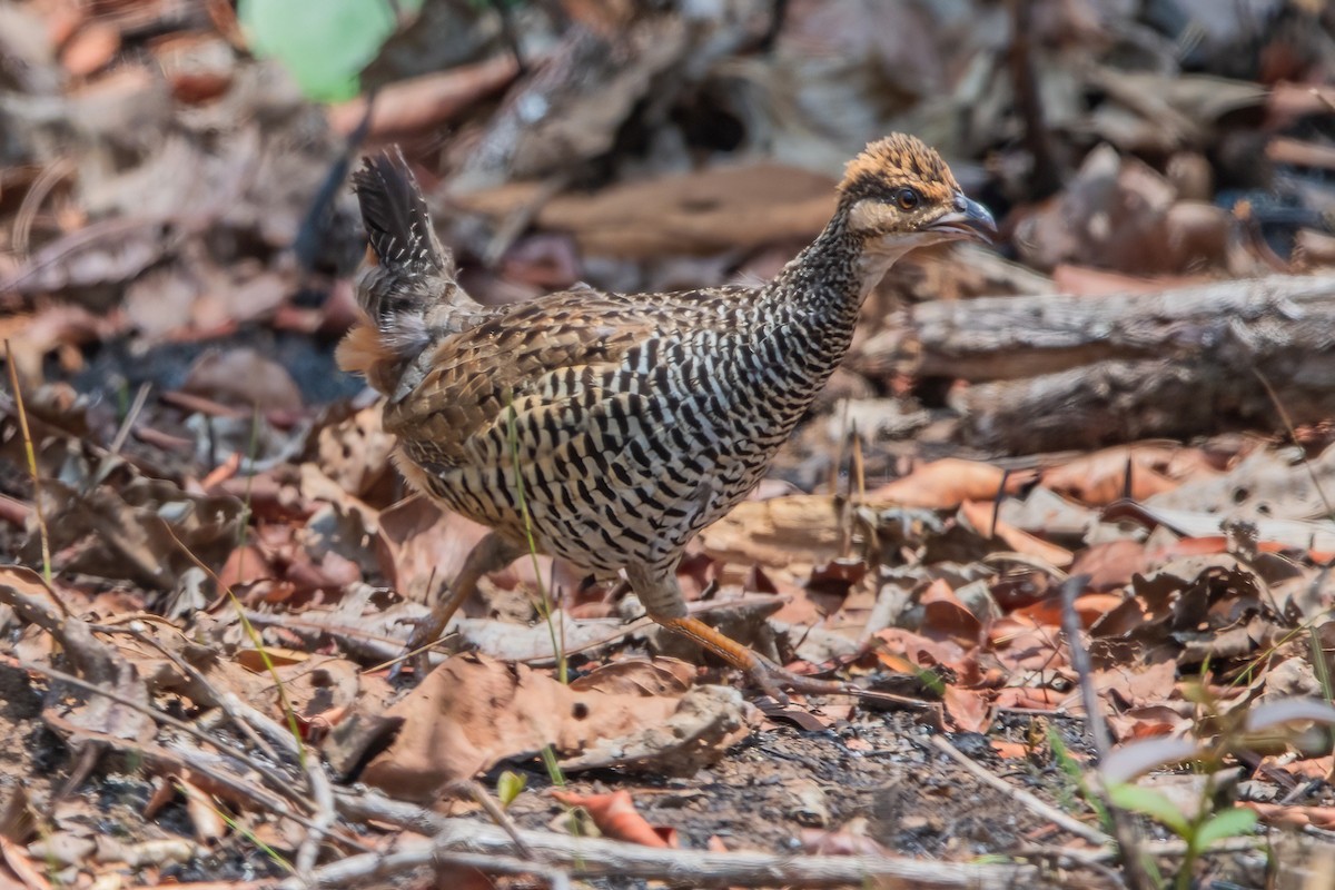 Chinese Francolin - ML617706617