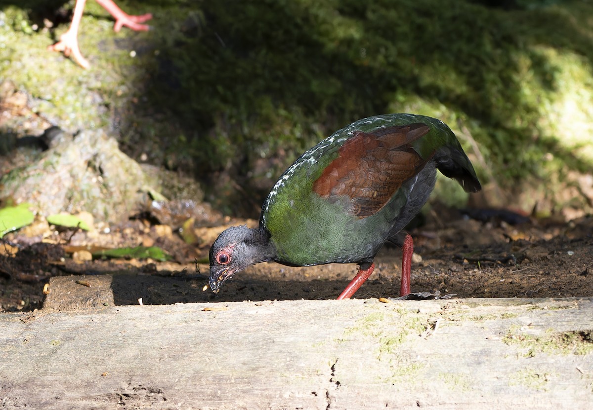 Crested Partridge - ML617706619