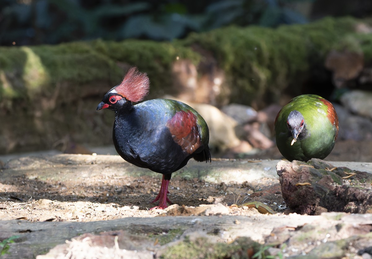 Crested Partridge - ML617706620