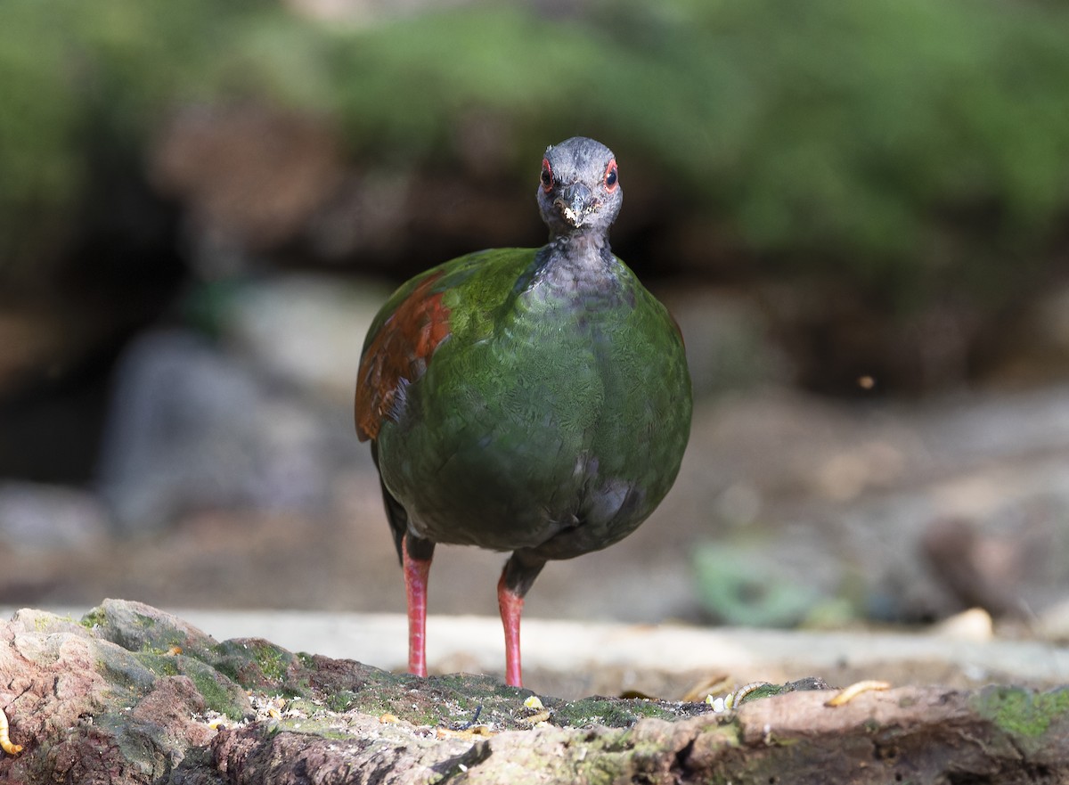 Crested Partridge - ML617706621