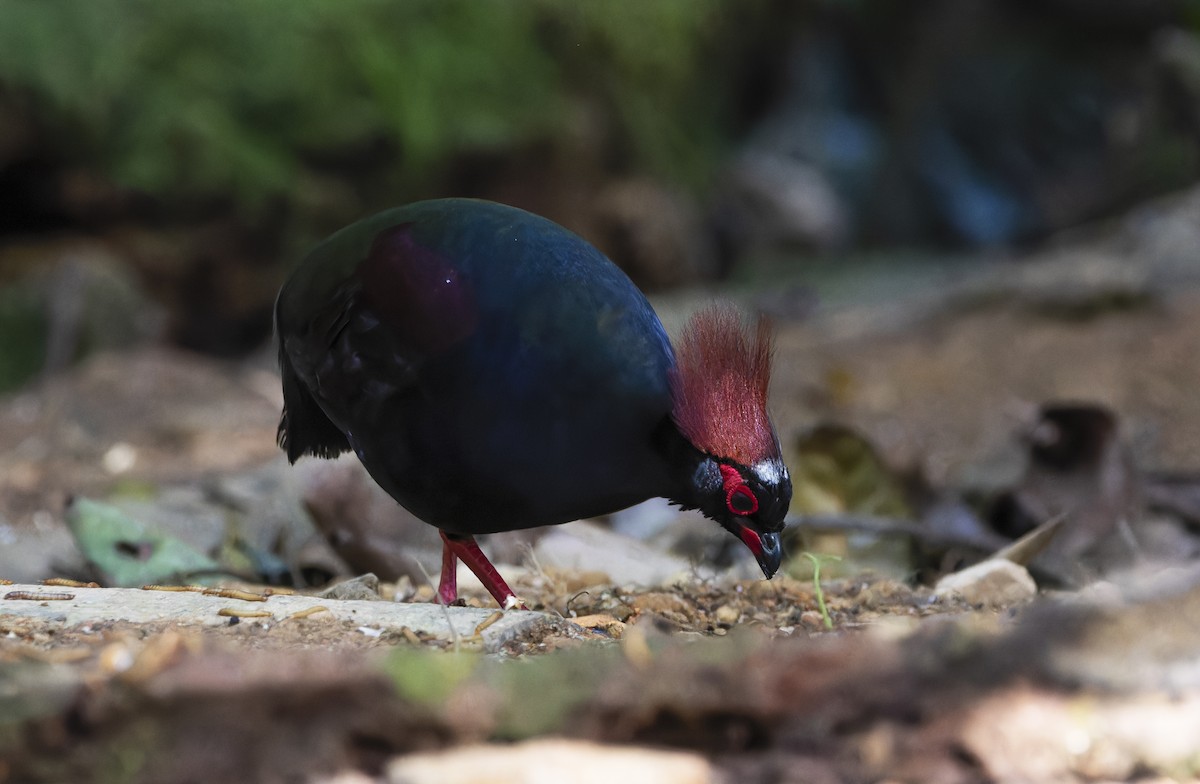 Crested Partridge - ML617706622