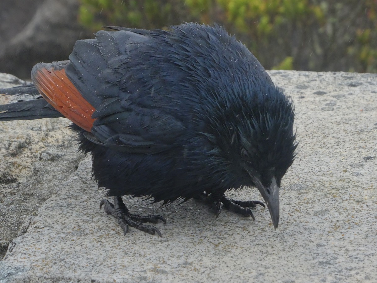 Red-winged Starling - ML617706667