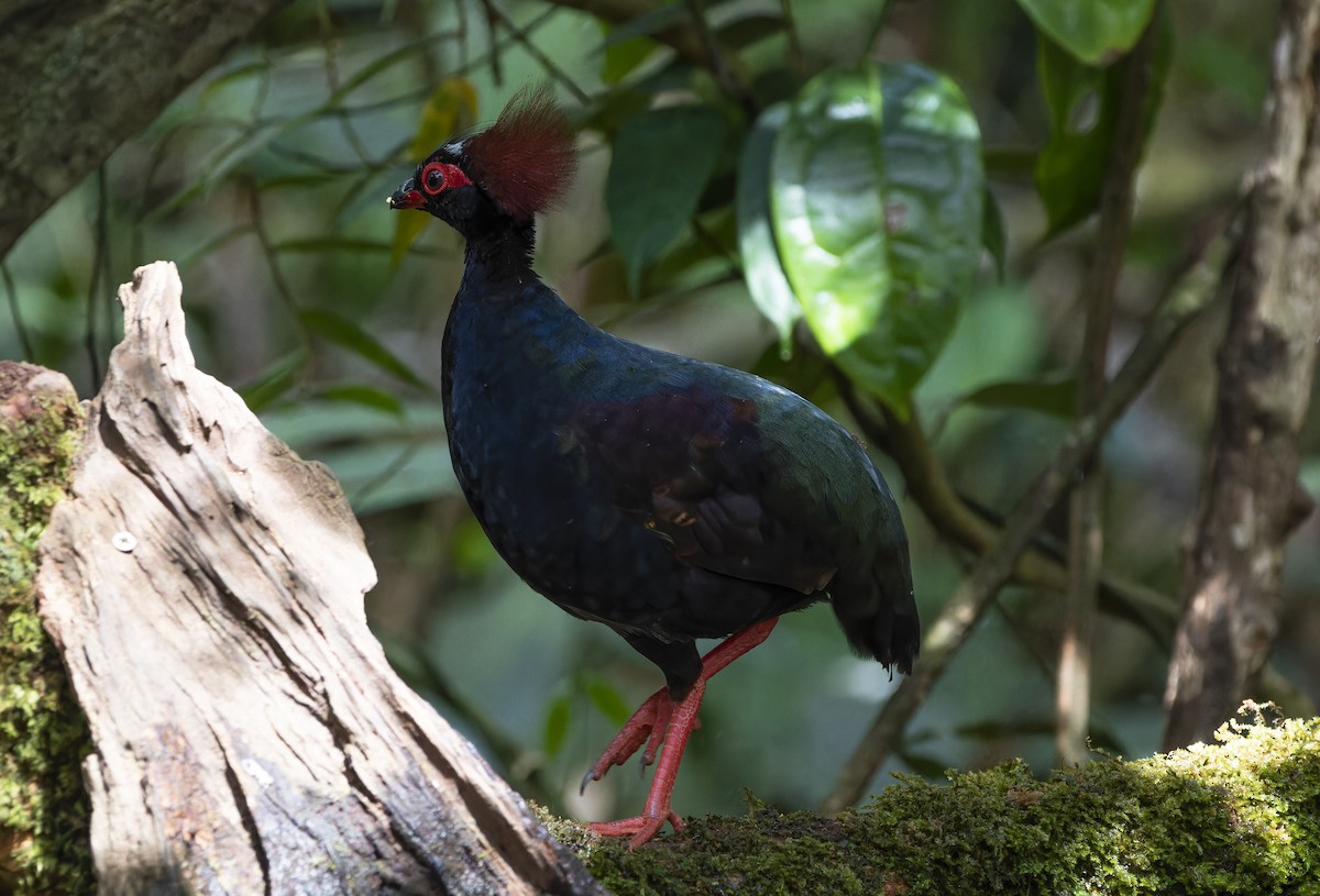 Crested Partridge - ML617706673