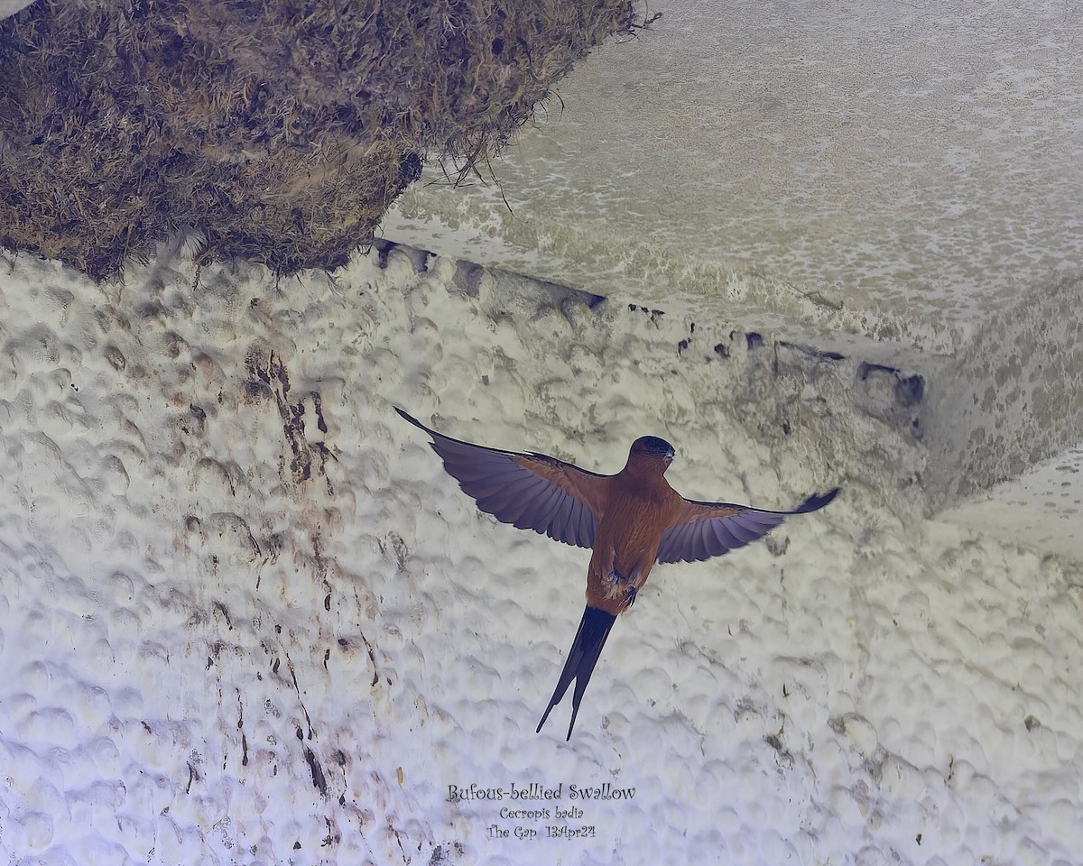 Rufous-bellied Swallow - Kenneth Cheong