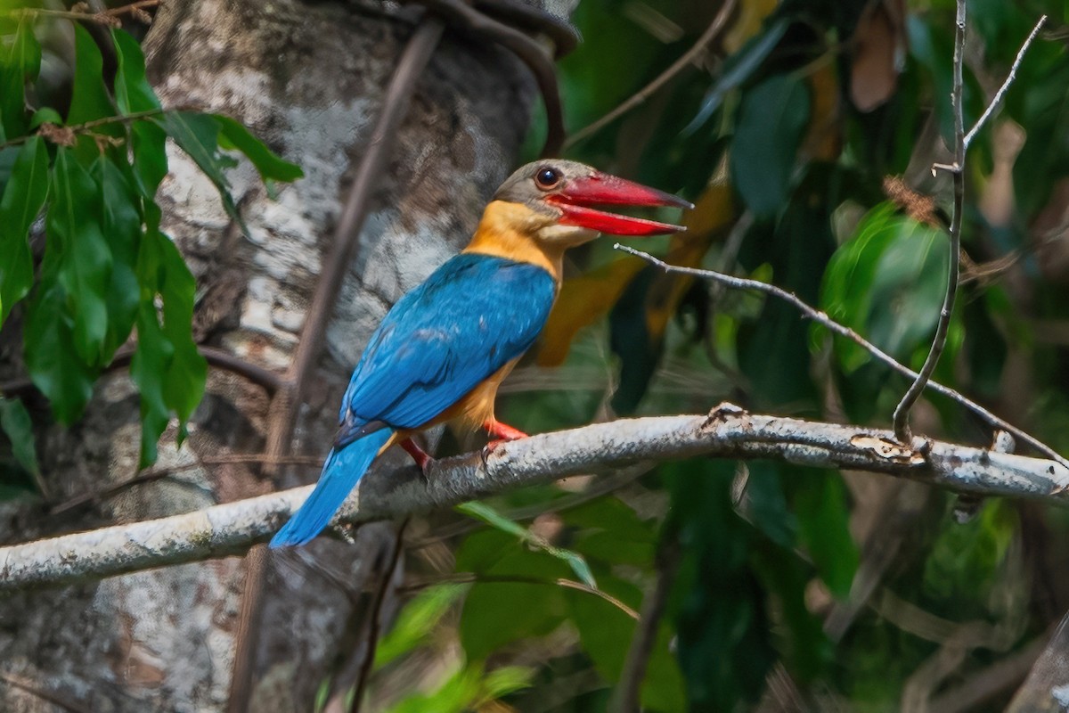 Stork-billed Kingfisher - Ngoc Sam Thuong Dang