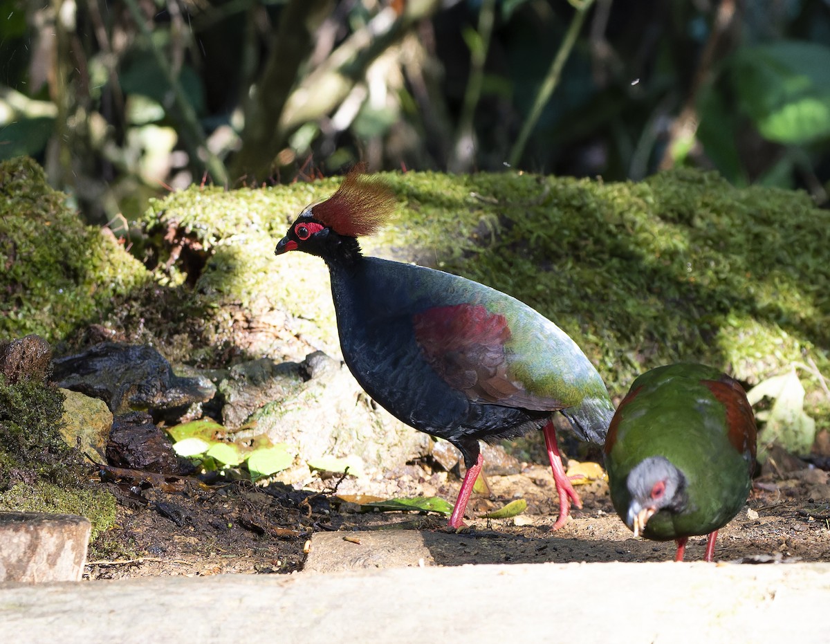 Crested Partridge - ML617706695