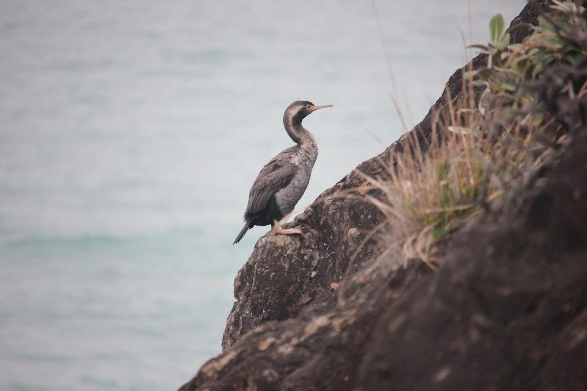 Spotted Shag - ML617706840