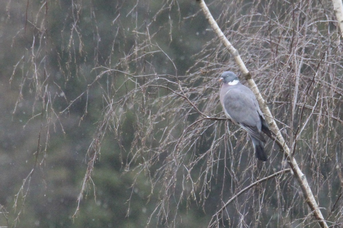 Common Wood-Pigeon (White-necked) - ML617706841