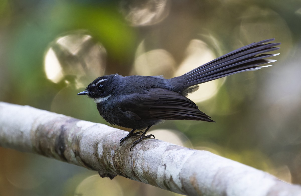 White-throated Fantail - ML617706877