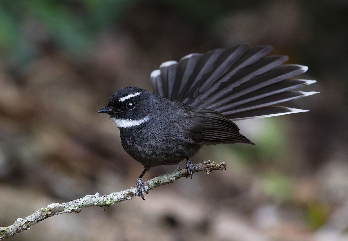 White-throated Fantail - ML617706878