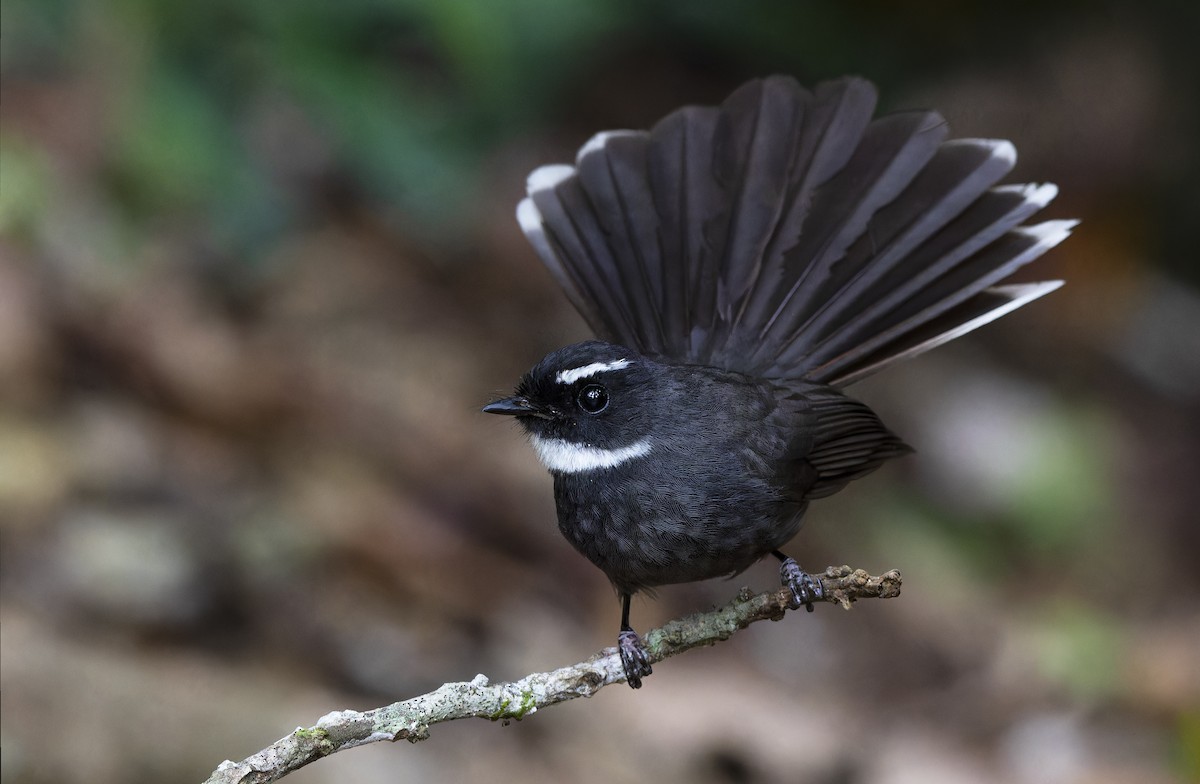 White-throated Fantail - ML617706881