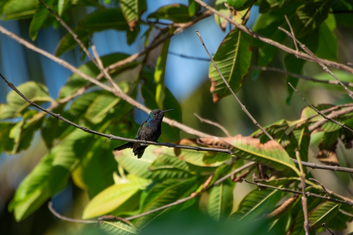 Sapphire-bellied Hummingbird - ML617706886