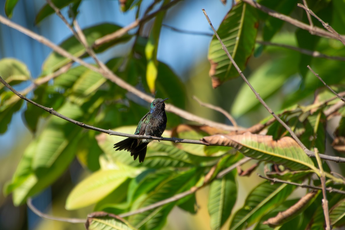 kolibřík safírovobřichý - ML617706887