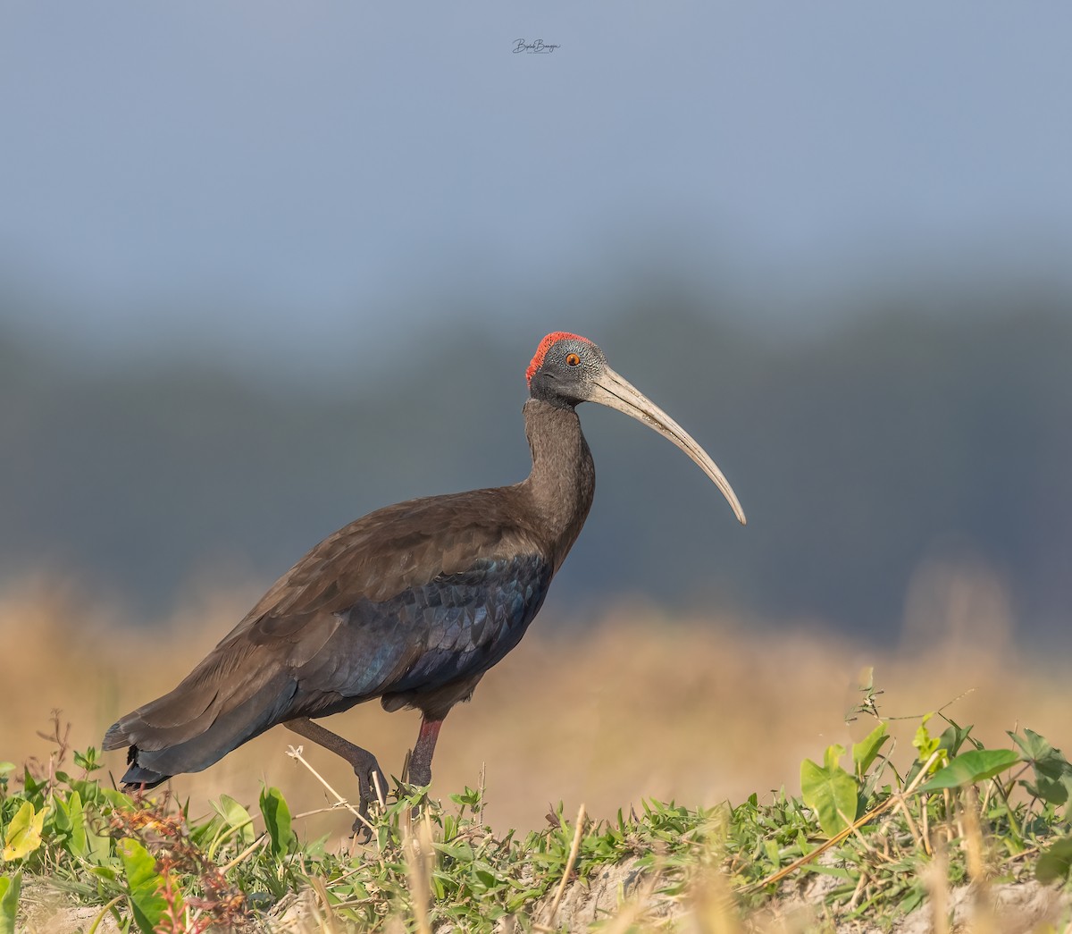 ibis bradavičnatý - ML617706933